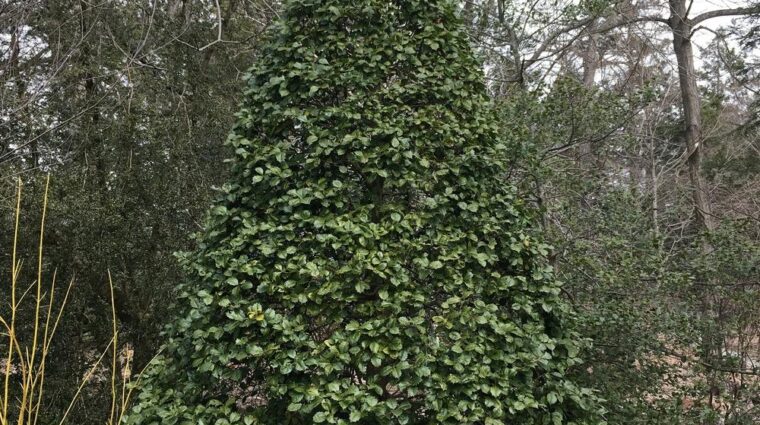 american holly tree