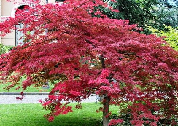 Atropurpureum Japanese maple