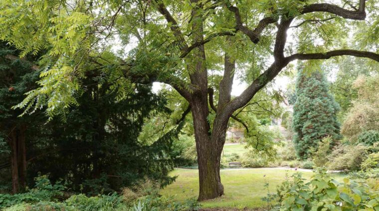 Black walnut tree