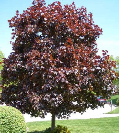 Crimson King Maple