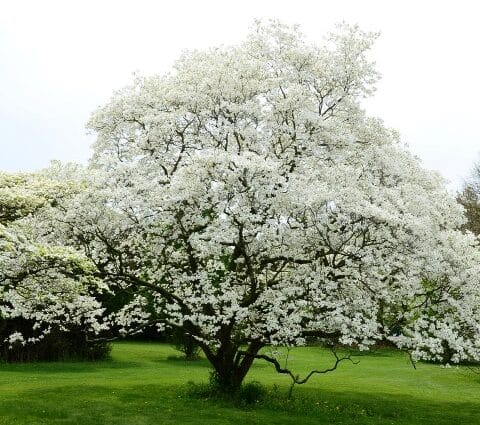 Flowering Dogwood tree