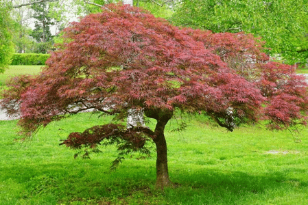 Japanese laceleaf maple tree