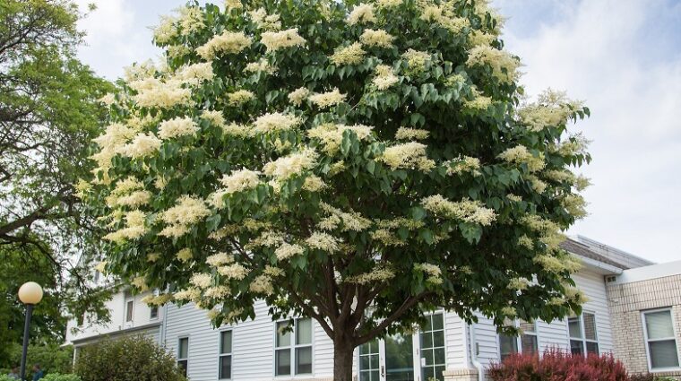 Japanese tree lilac