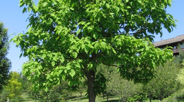 Northern Catalpa tree