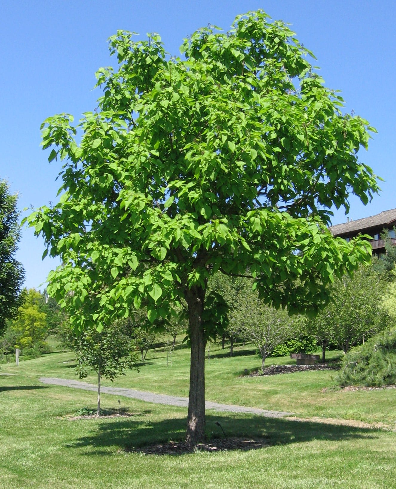 Northern Catalpa tree