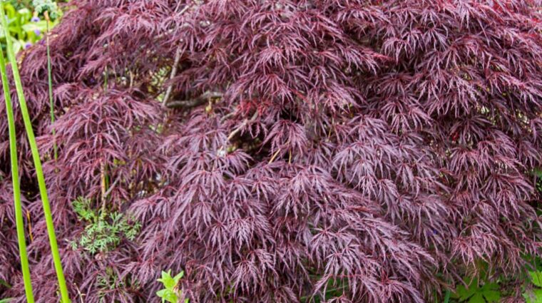 Purple Japanese laceleaf maple tree