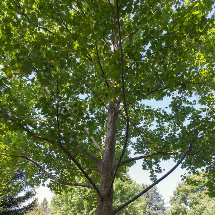 American sycamore tree