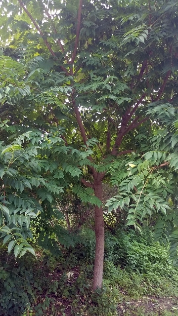 Amur cork tree
