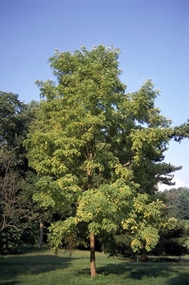 black locust tree