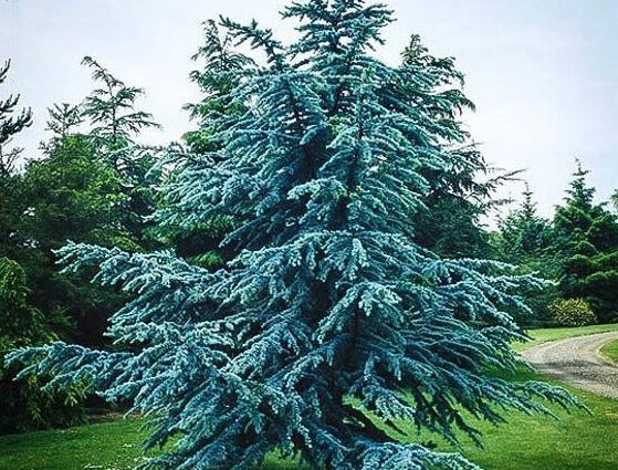blue atlas cedar tree