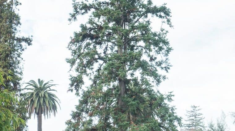 china fir tree