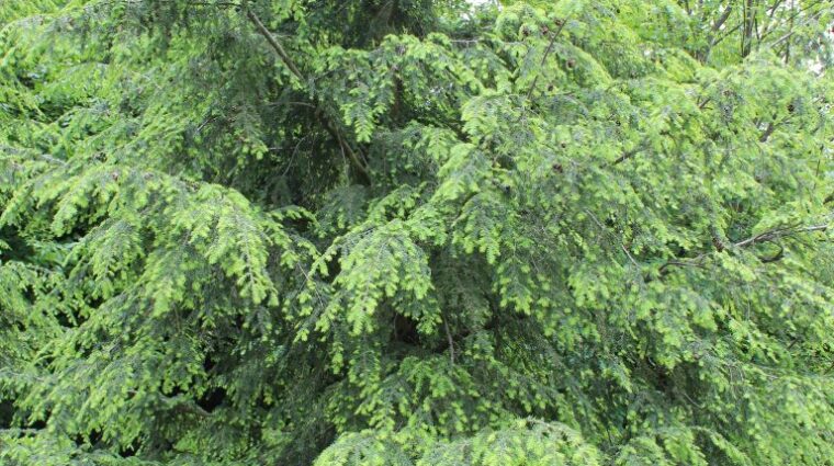 eastern hemlock tree