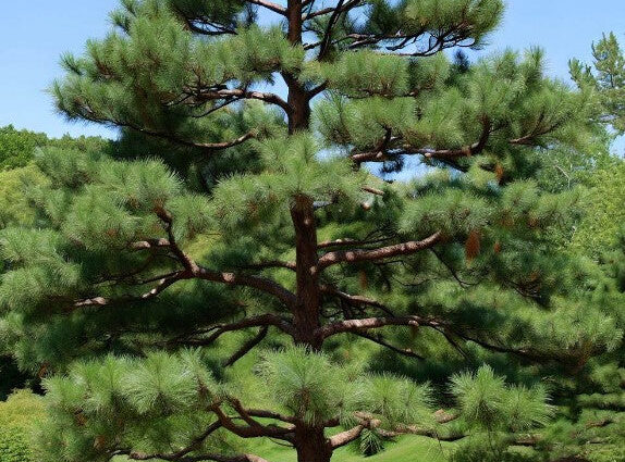 eastern white pine tree
