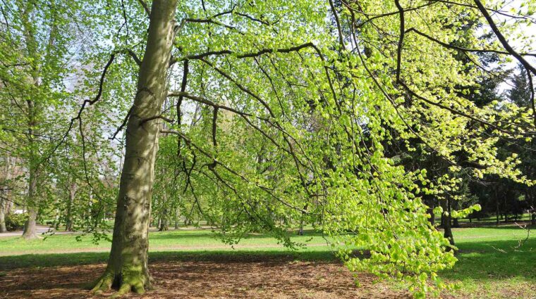 European beech tree