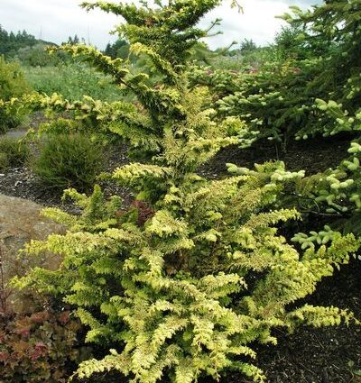 fernspray gold hinoki tree