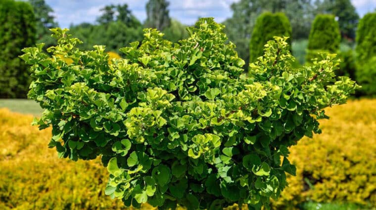 Ginkgo tree