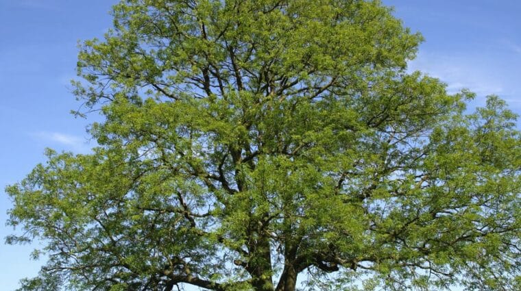 green ash tree