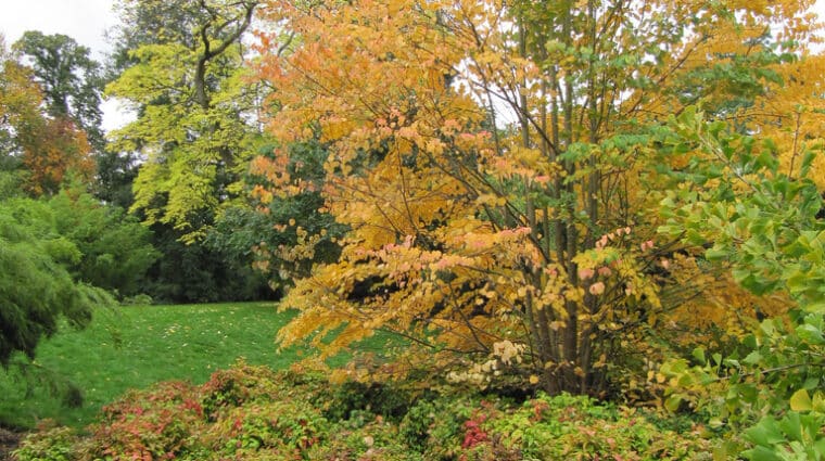 katsura tree