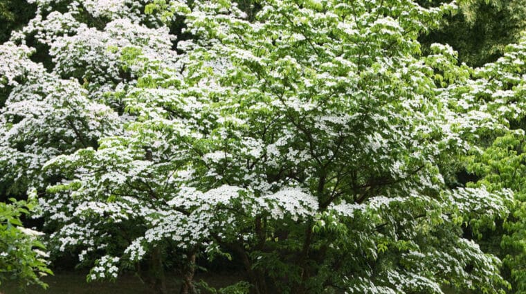 Kousa dogwood tree