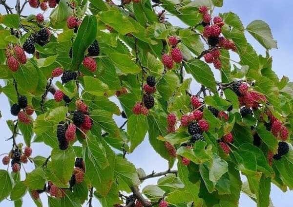 mulberry tree