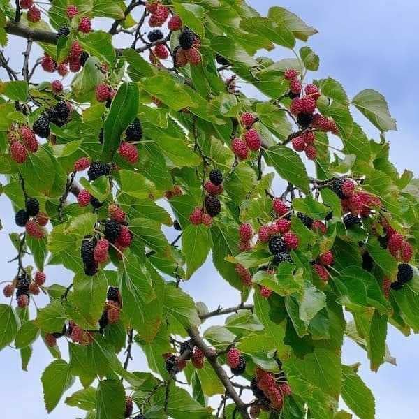 mulberry tree