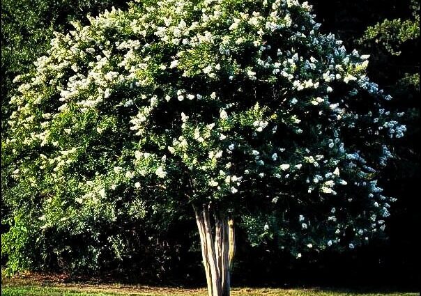 Natchez crape myrtle tree