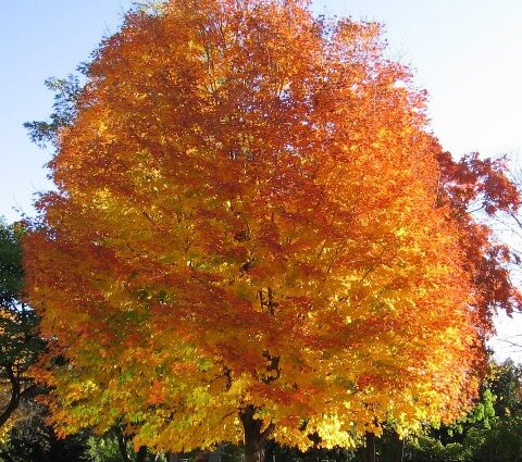 norway maple tree