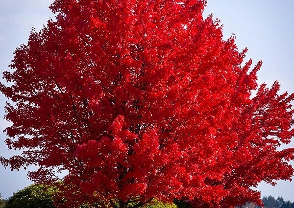 red maple tree