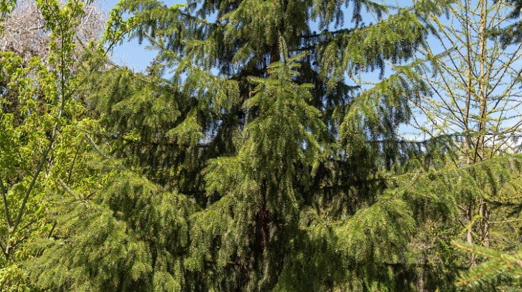 serbian spruce tree