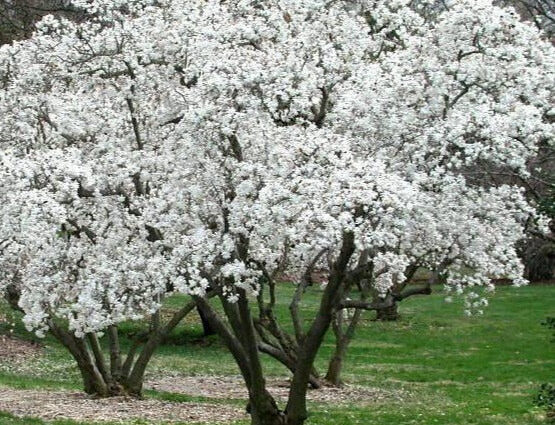 star magnolia tree