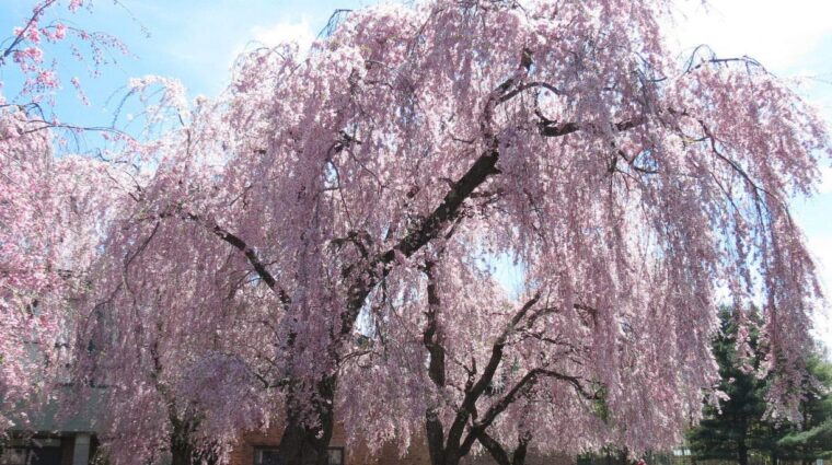 weeping cherry tree