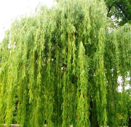 weeping willow true