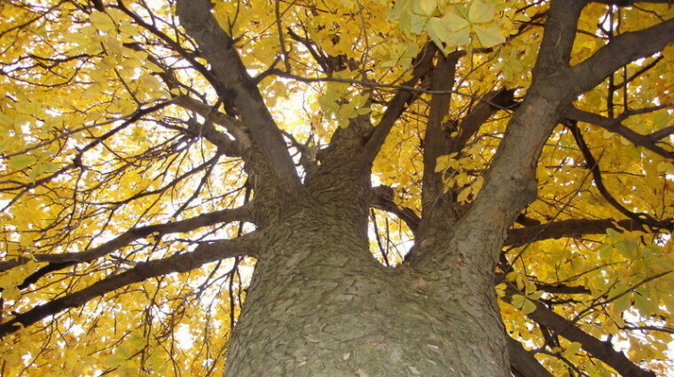 yellow buckeye tree